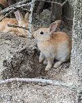 『うさぎの島』にて